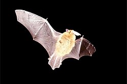 Bat with moth in its mouth (picture by Robert Rennie, Dumfries)