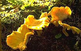 trees bats birds chanterelles