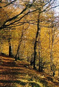 Cleanhill in Autumn