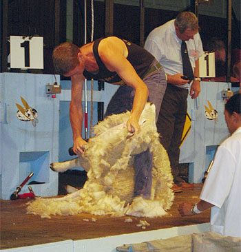 Gavin shearing