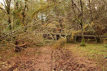 Fallen tree blocking main pathway