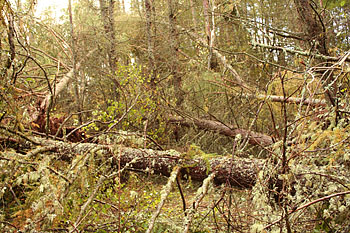 A section of the damaged woodland