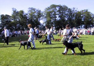 World Record dog obedience