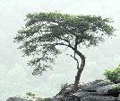 Tree - no particular family