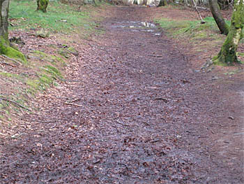 Muddy path covered in dead vegetation