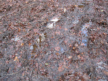 Close-up of path before scraping