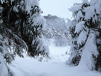 Snow laden trees