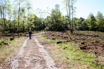 Part of the clearing
