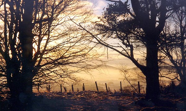 View through the trees to the south-west
