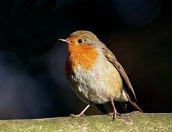 Robin