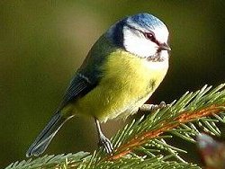 Blue Tit