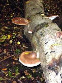 Bracket Fungus