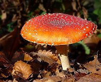 Fly Agaric