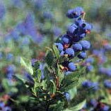 Blaeberries