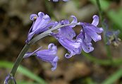 Bluebells