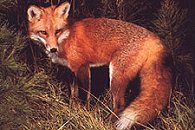 Fox