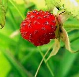 Wild Raspberry