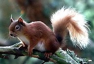 Red Squirrel