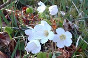 Wood Sorrel