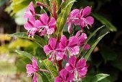 Rosebay Willowherb