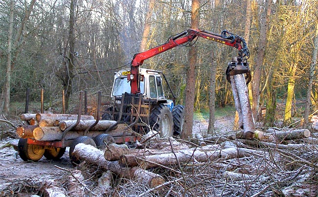 Clearing the fallen Larch