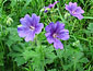 Meadow Cranesbill