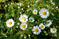 Oxeye Daisies