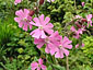 Red Campion