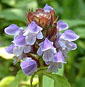 Self Heal