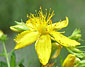 St John's Wort