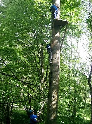 Tree Climbing