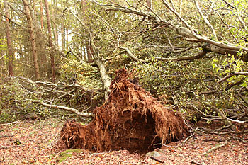 Storm Damage