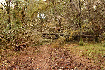 Fallen tree blocking main pathway