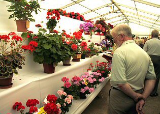 Potted Plants