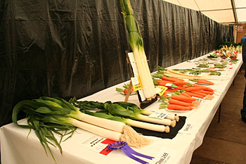 Big veg.