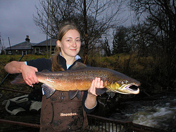 Male Salmon