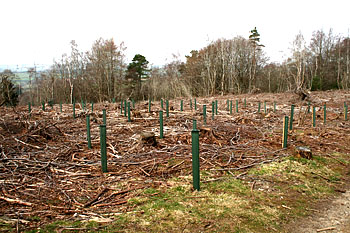 Tree planting