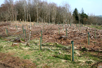 Tree planting