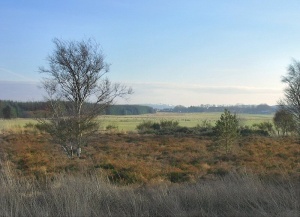 Foggie Moss